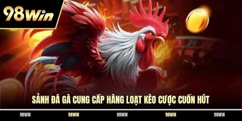 Sảnh đá gà cung cấp hàng loạt kèo cược cuốn hút